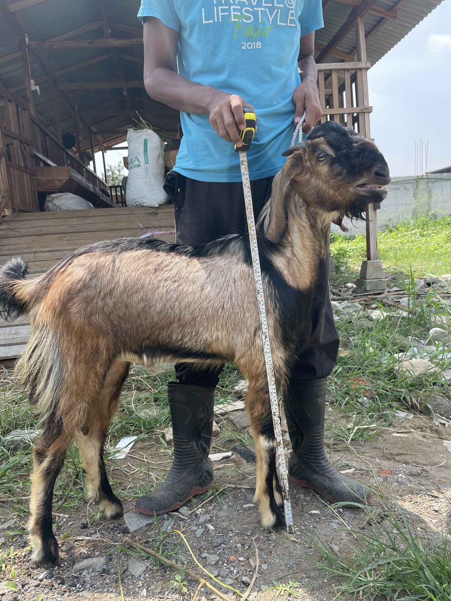 Jawarandu Jerabang 7